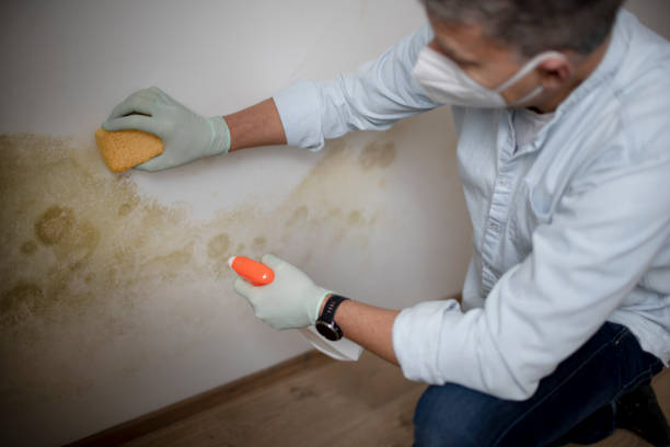 Mold Testing and Removal in Glendale, MS