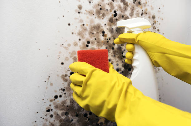 Certified Mold Removal in Glendale, MS